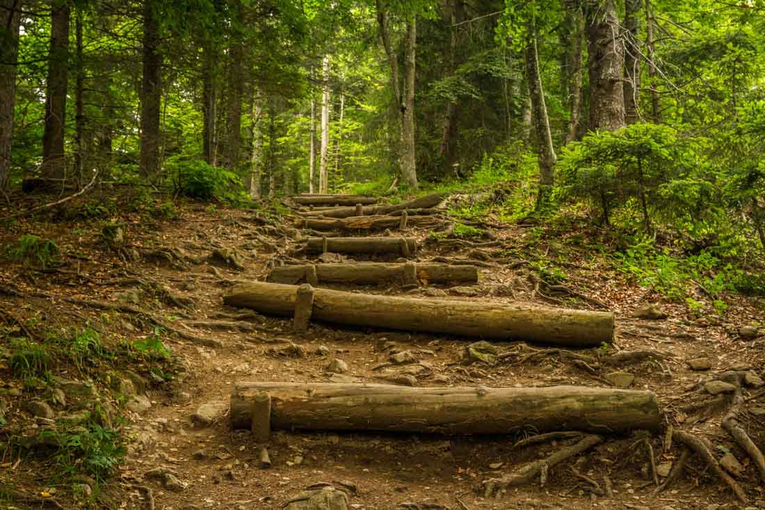 Finding your unique purpose and place in the world is a process. It doesn't happen overnight. Image of wooden steps through the forest.