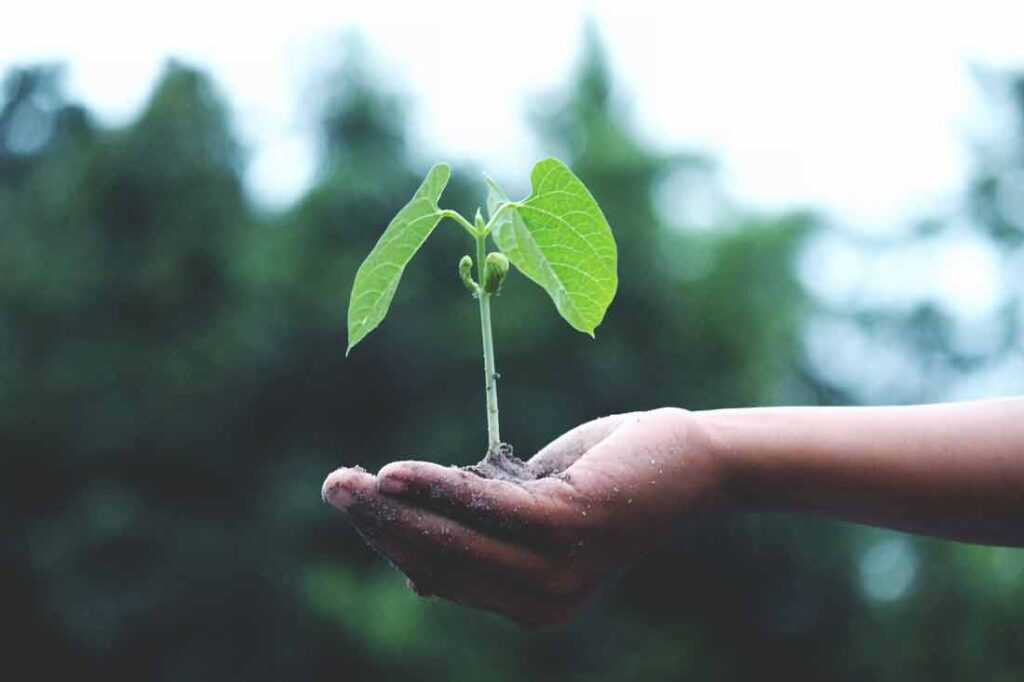 Plant the seeds for spiritual growth and development by adopting a yogic diet.
