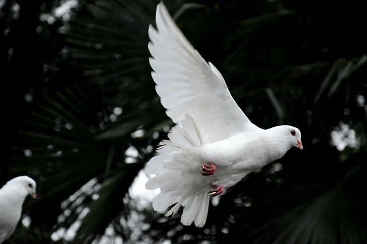 minimalism is spiritual freedom