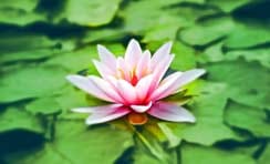 how to let go | How to Let Go and Find Peace and Happiness